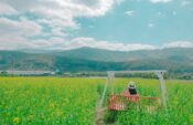 woman sits on brown wooden swing bench on yellow petaled flower field