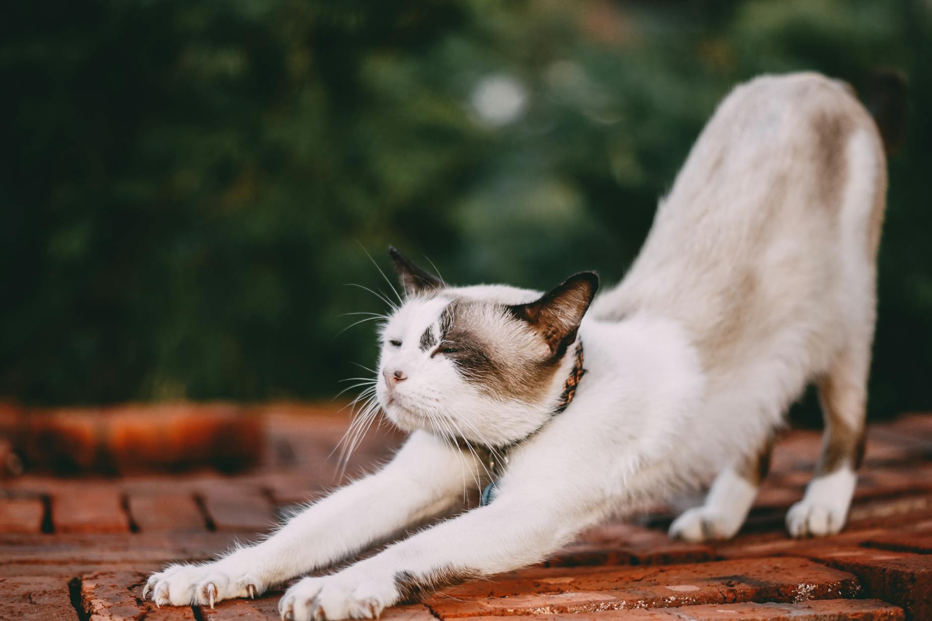 stretching white cat